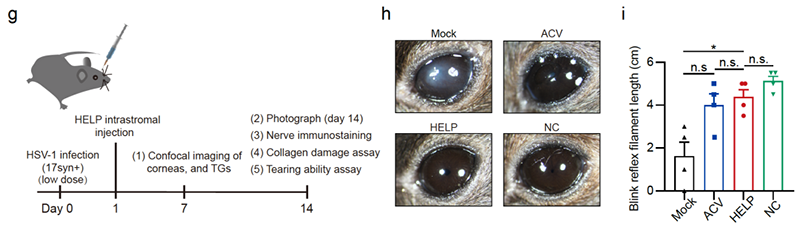 每年至少造成4万人失明，病毒性角膜炎复发致盲难题有了新突破口(图3)